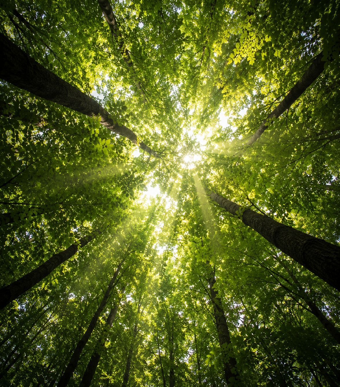 Looking up through a canopy of bright green leaves with sunlight breaking through