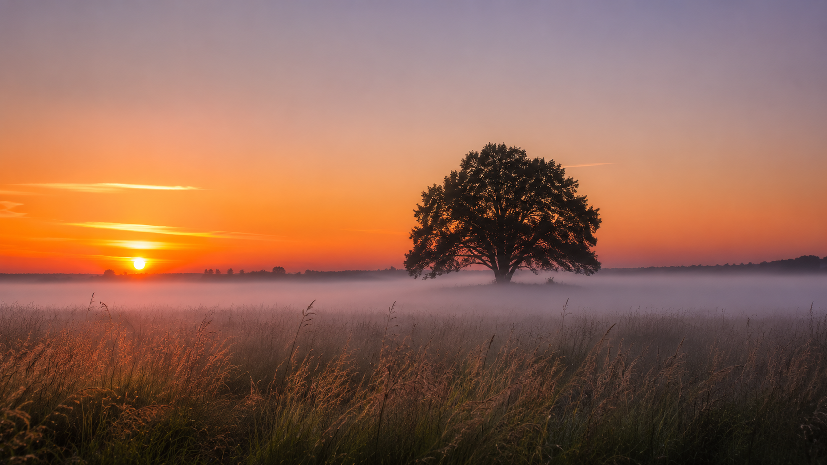 Lone oak tree silhouetted against a vivid orange sunrise with low mist over a meadow