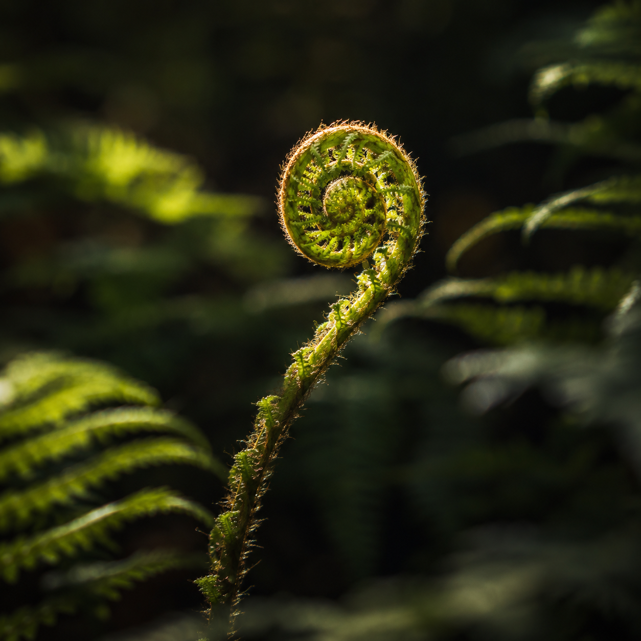 Unfurling fern frond catching the light in a dark forest